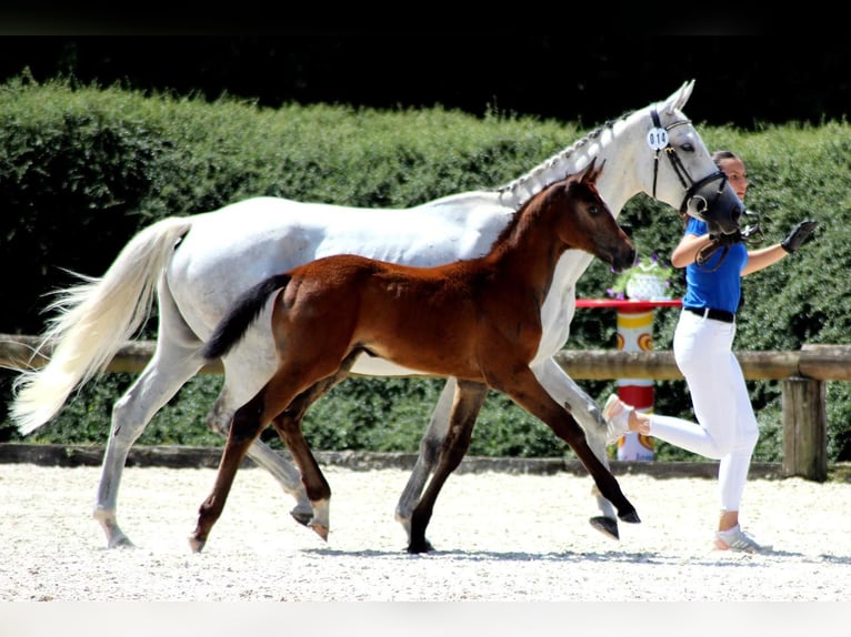 Rheinländer Giumenta 12 Anni 165 cm Grigio in Sankt Katharinen