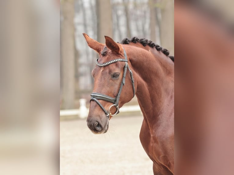 Rheinländer Giumenta 12 Anni 167 cm Sauro scuro in Rheine