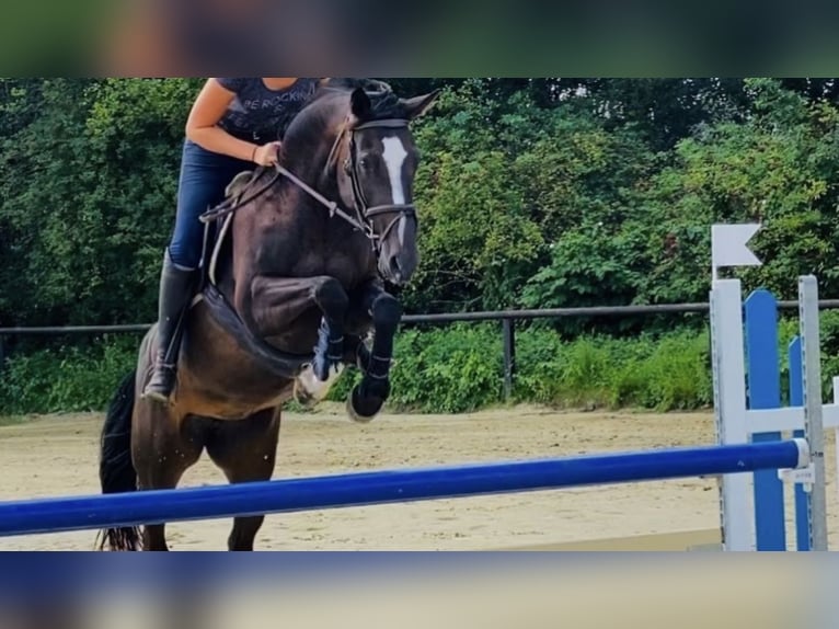 Rheinländer Giumenta 12 Anni 169 cm Baio in Arnsberg