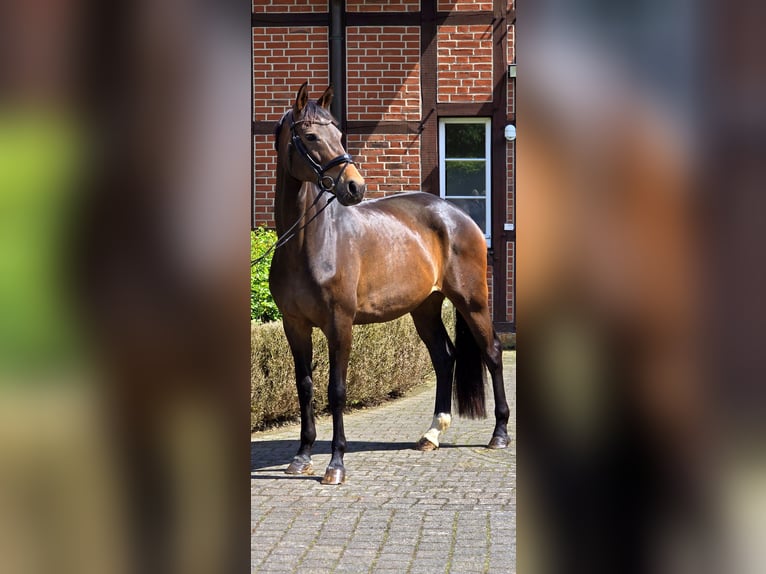Rheinländer Giumenta 12 Anni 171 cm Baio in Warendorf