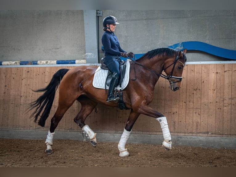 Rheinländer Giumenta 12 Anni 172 cm Baio in EssenEssen