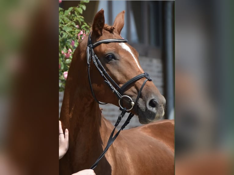 Rheinländer Giumenta 13 Anni 164 cm Sauro in RatingenRatingen