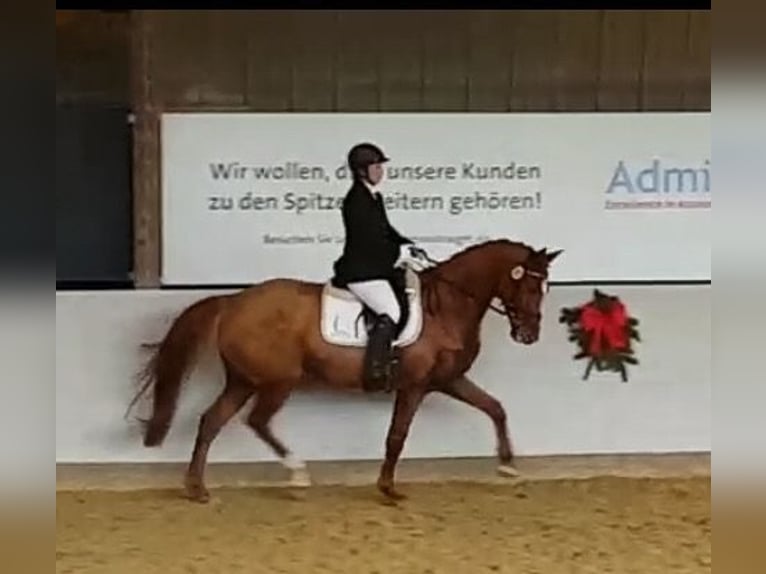 Rheinländer Giumenta 13 Anni 164 cm Sauro in RatingenRatingen