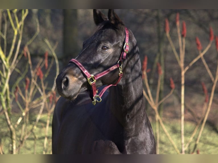 Rheinländer Giumenta 13 Anni 165 cm Baio nero in Taufkirchen