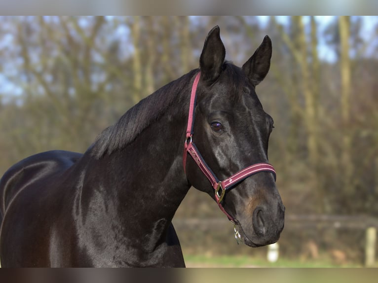 Rheinländer Giumenta 13 Anni 165 cm Baio nero in Taufkirchen