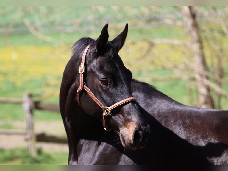 Rheinländer Giumenta 13 Anni 165 cm Baio nero in Taufkirchen