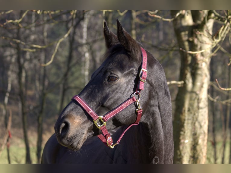 Rheinländer Giumenta 13 Anni 165 cm Baio nero in Taufkirchen