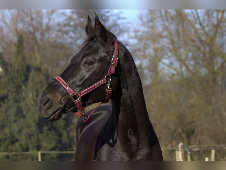 Rheinländer Giumenta 13 Anni 165 cm Baio nero in Taufkirchen