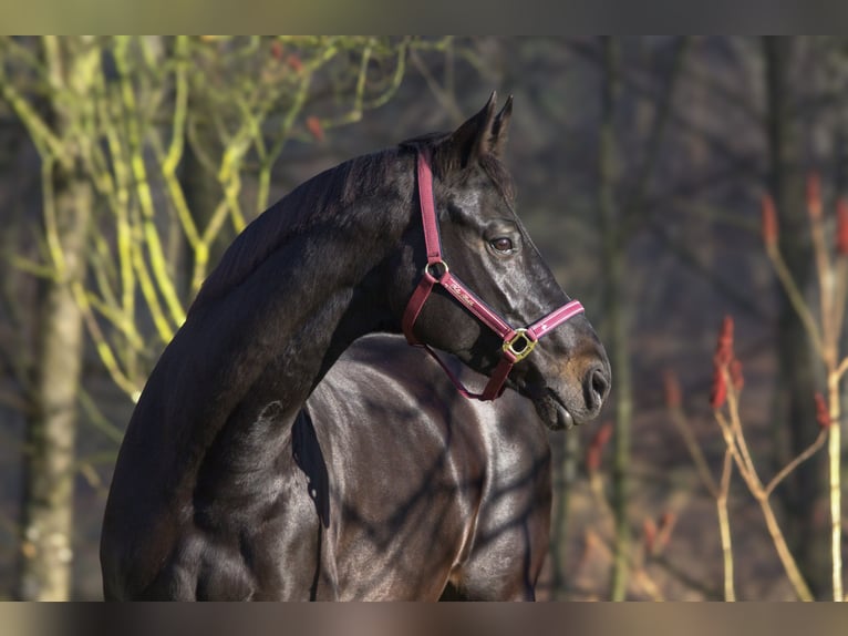 Rheinländer Giumenta 13 Anni 165 cm Baio nero in Taufkirchen