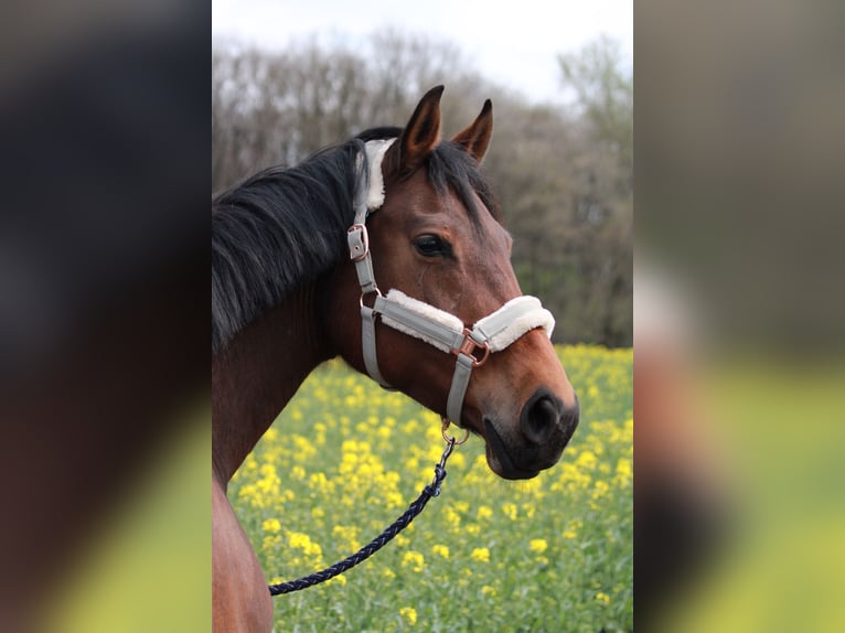 Rheinländer Giumenta 13 Anni 167 cm Baio in Bedburg