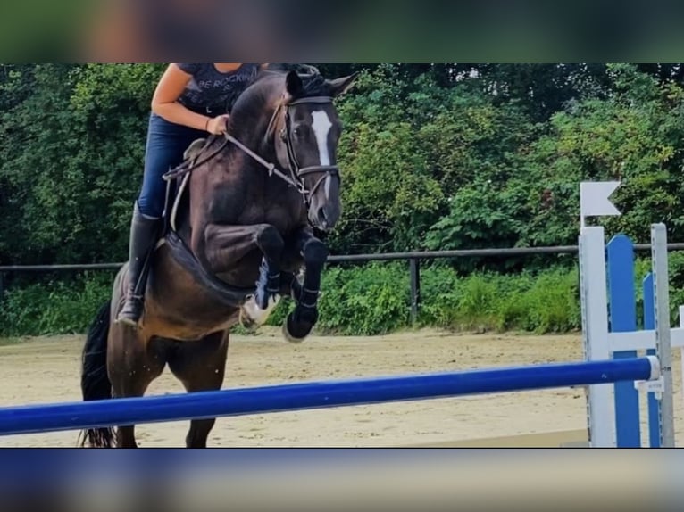 Rheinländer Giumenta 13 Anni 168 cm Baio in Arnsberg