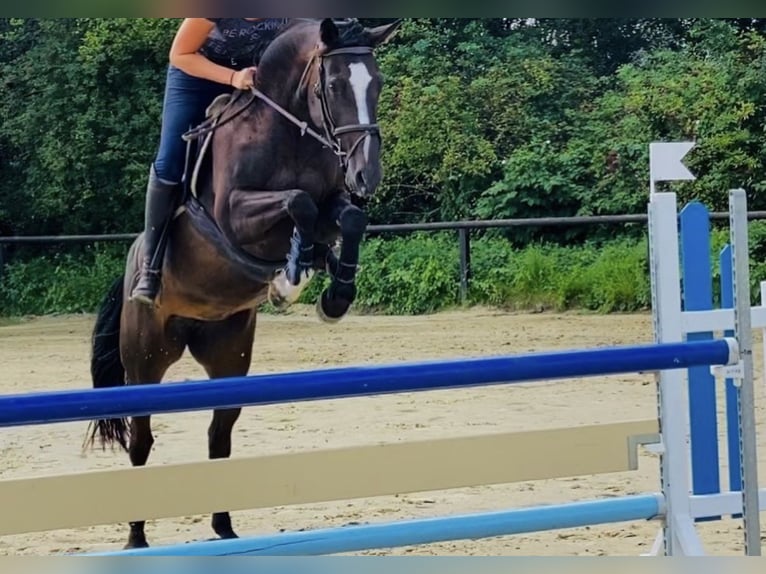 Rheinländer Giumenta 13 Anni 168 cm Baio in Arnsberg