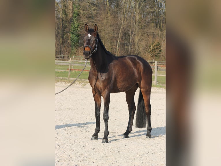 Rheinländer Giumenta 13 Anni 170 cm Baio scuro in D&#xFC;sseldorf