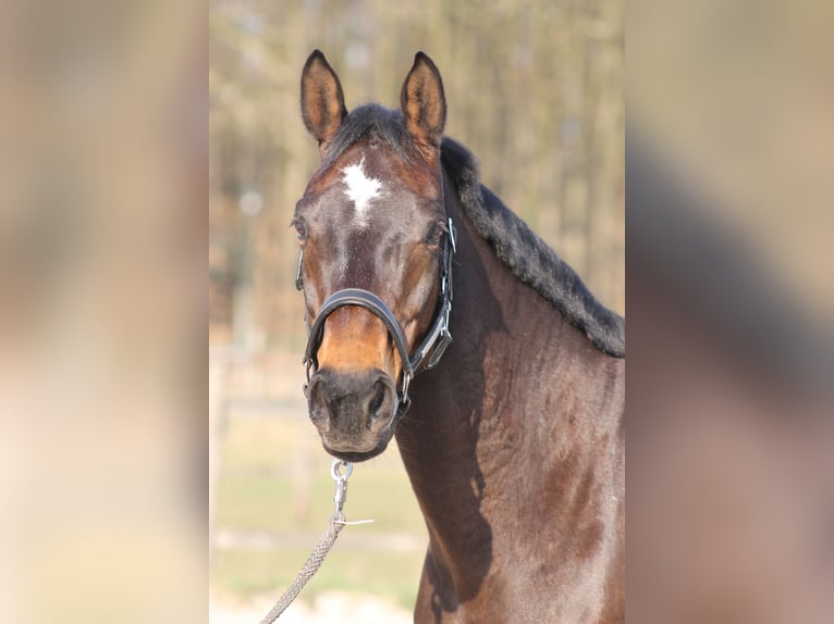 Rheinländer Giumenta 13 Anni 170 cm Baio scuro in D&#xFC;sseldorf