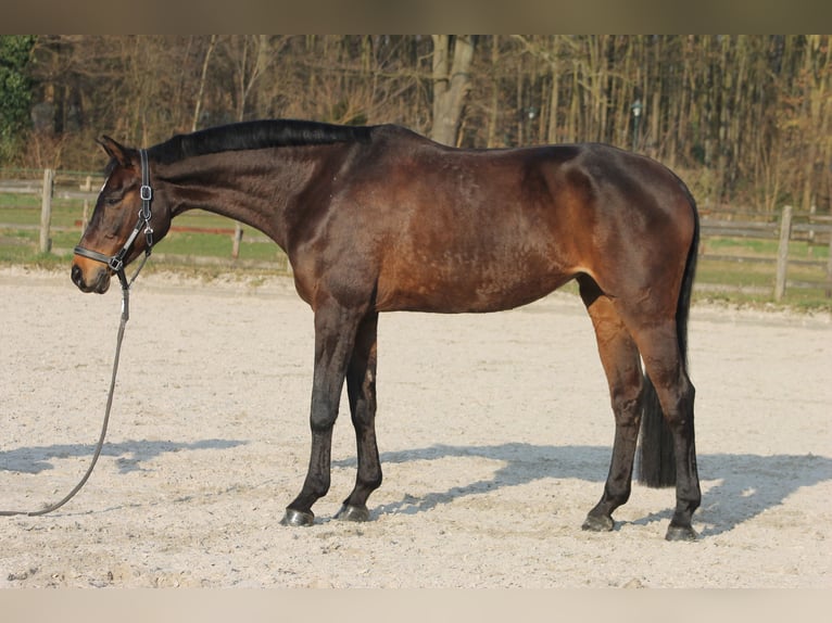 Rheinländer Giumenta 13 Anni 170 cm Baio scuro in D&#xFC;sseldorf