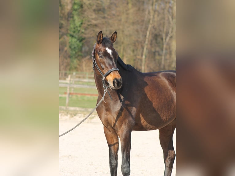 Rheinländer Giumenta 13 Anni 170 cm Baio scuro in D&#xFC;sseldorf