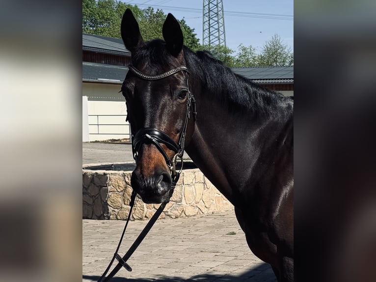 Rheinländer Giumenta 13 Anni 170 cm Baio scuro in Troisdorf