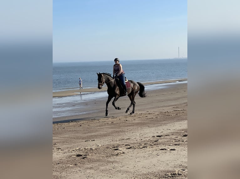 Rheinländer Giumenta 13 Anni 171 cm Baio in Bettange-sur-Mess
