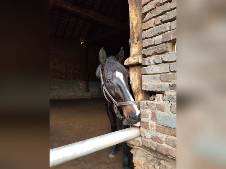 Rheinländer Giumenta 13 Anni 175 cm Baio scuro in Niederkassel