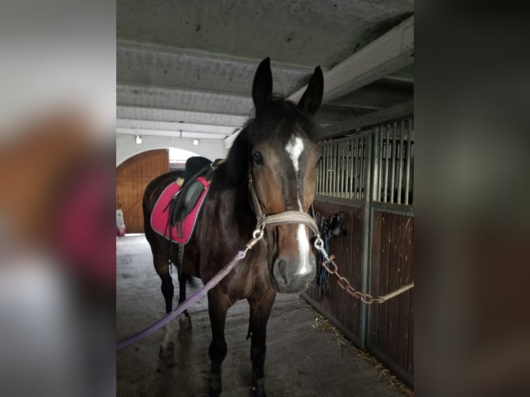 Rheinländer Giumenta 13 Anni 175 cm Baio scuro in Niederkassel