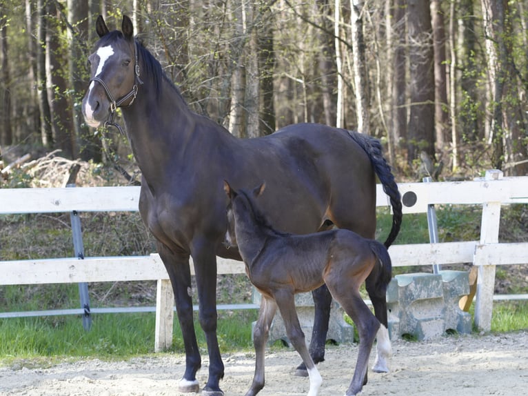 Rheinländer Giumenta 14 Anni 163 cm Baio scuro in RheineRheine