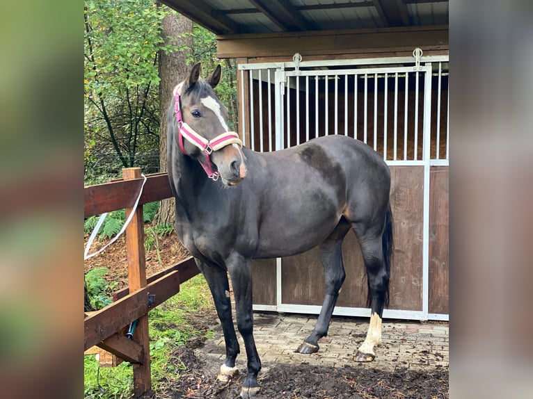 Rheinländer Giumenta 14 Anni 163 cm Baio scuro in RheineRheine
