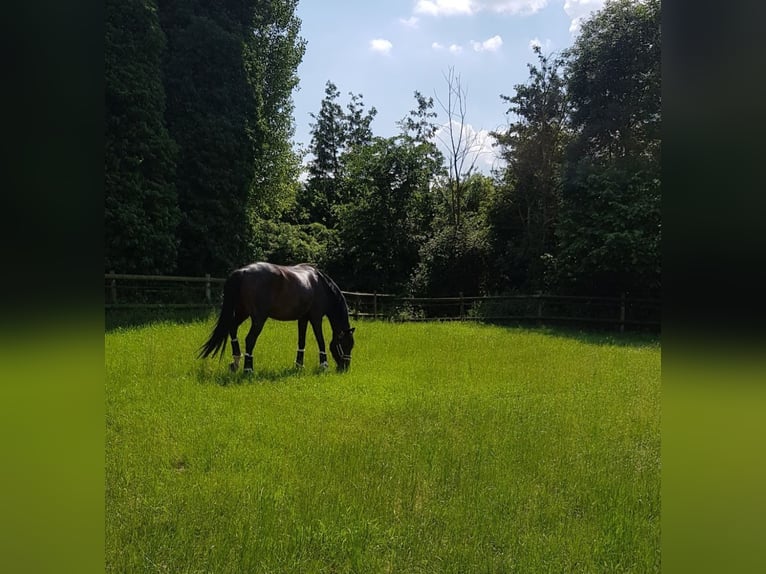 Rheinländer Giumenta 14 Anni 164 cm Baio scuro in Köln