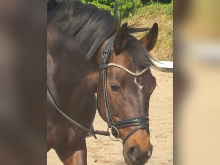 Rheinländer Giumenta 14 Anni 164 cm Baio scuro in Köln