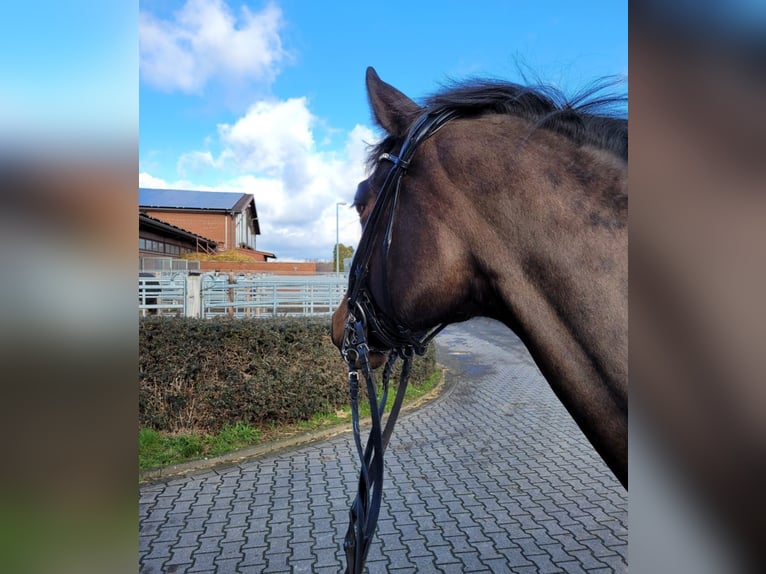 Rheinländer Giumenta 14 Anni 164 cm Baio scuro in Köln