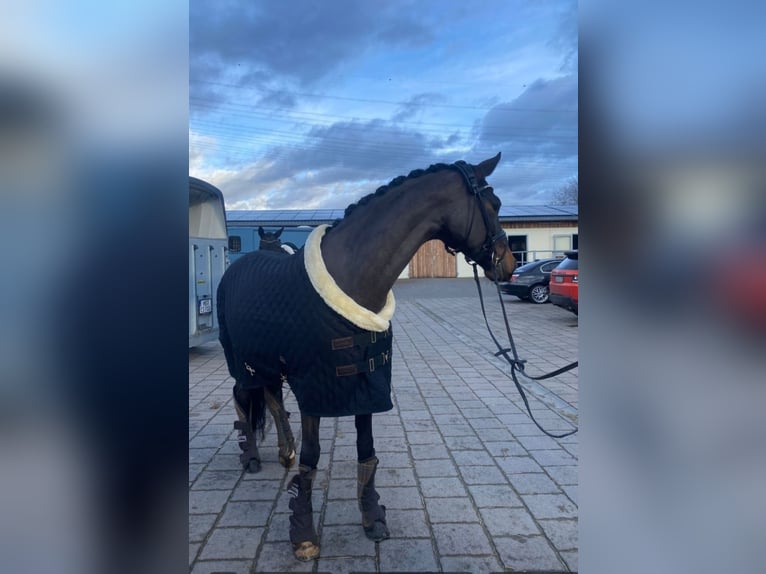 Rheinländer Giumenta 14 Anni 164 cm Baio scuro in Köln