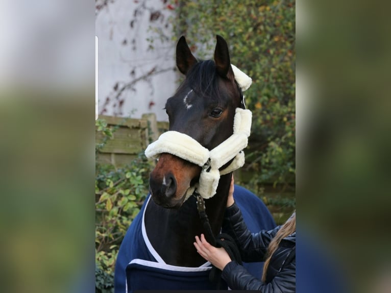 Rheinländer Giumenta 14 Anni 164 cm Baio scuro in Köln