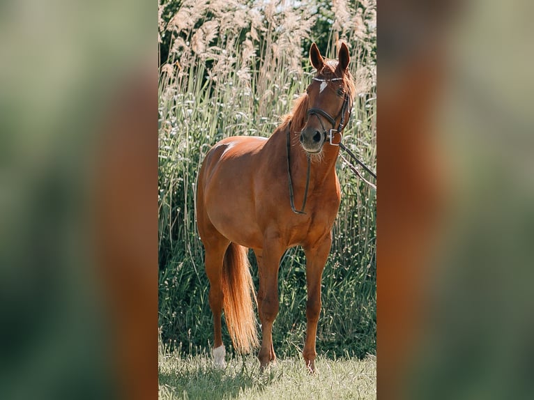 Rheinländer Giumenta 14 Anni 164 cm Sauro in Graben-Neudorf