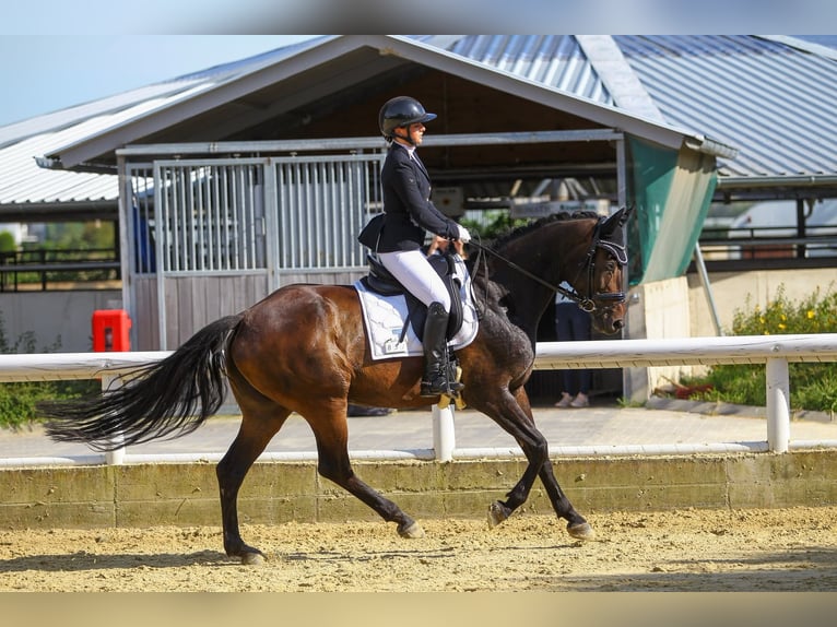 Rheinländer Giumenta 14 Anni 165 cm Baio scuro in Niederzier