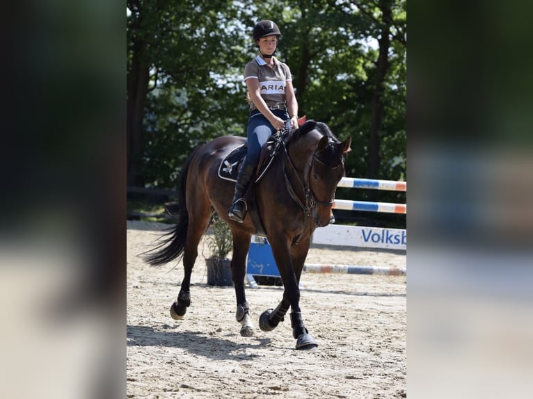 Rheinländer Giumenta 14 Anni 166 cm Baio in Lindlar