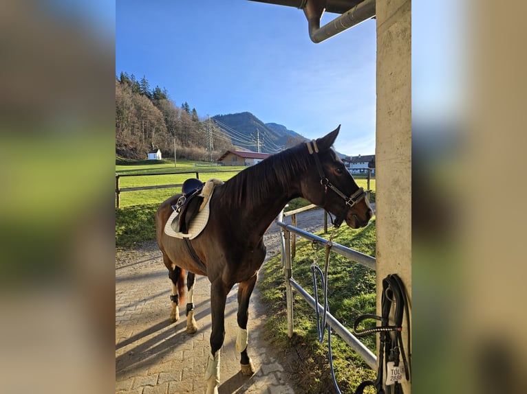 Rheinländer Giumenta 14 Anni 166 cm Baio in Penzberg