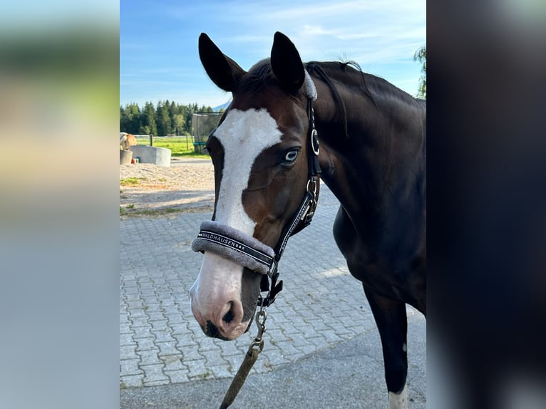 Rheinländer Giumenta 14 Anni 166 cm Baio in Penzberg