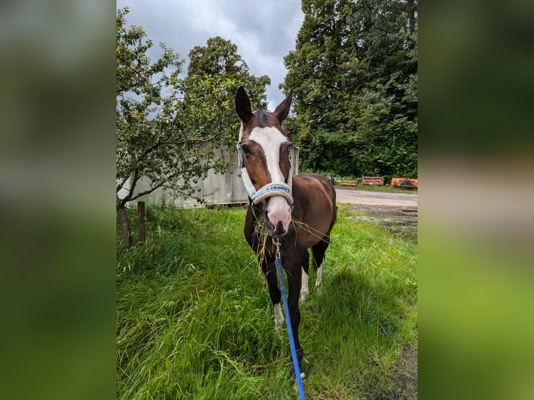 Rheinländer Giumenta 14 Anni 166 cm Baio in Penzberg