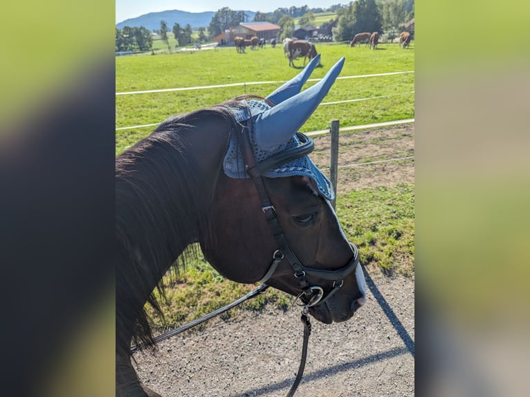 Rheinländer Giumenta 14 Anni 166 cm Baio in Penzberg