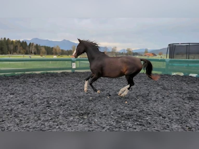 Rheinländer Giumenta 14 Anni 166 cm  in Penzberg