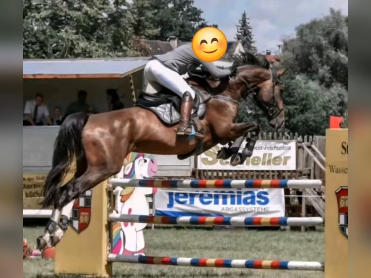 Rheinländer Giumenta 14 Anni 166 cm  in Penzberg