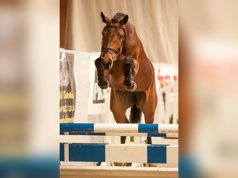 Rheinländer Giumenta 14 Anni 167 cm Baio in Kevelaer