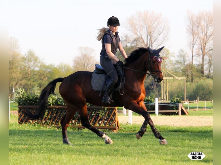 Rheinländer Giumenta 14 Anni 167 cm Baio in Kevelaer