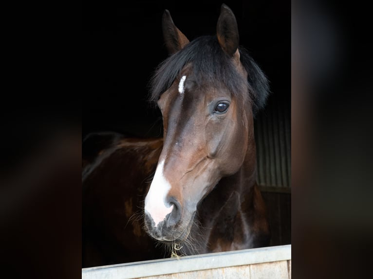 Rheinländer Giumenta 14 Anni 167 cm Baio scuro in Wenden