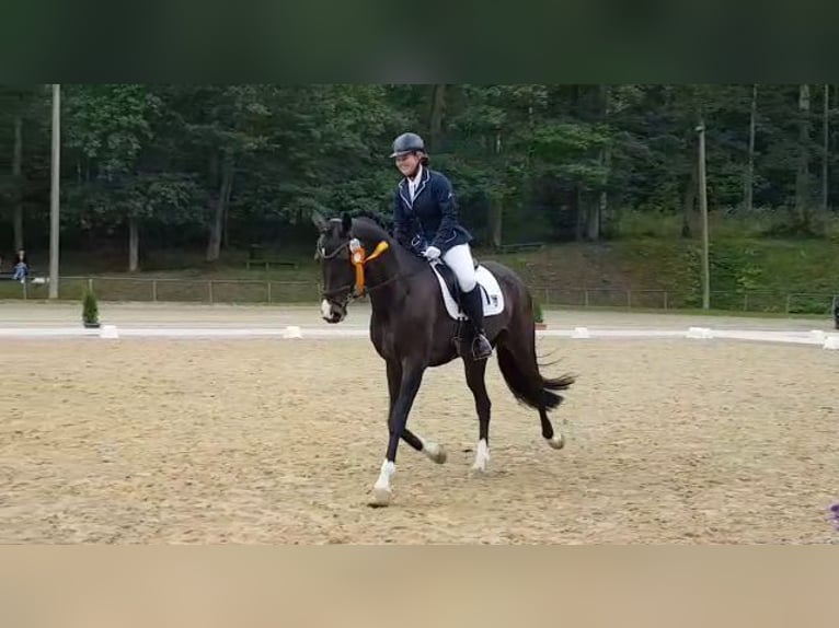 Rheinländer Giumenta 14 Anni 167 cm Baio scuro in Wenden