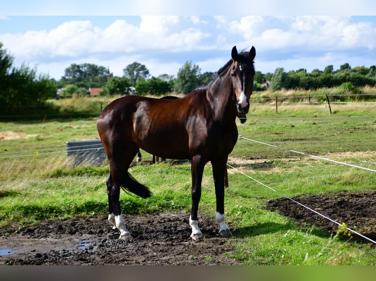 Rheinländer Giumenta 14 Anni 167 cm Baio scuro in Wenden