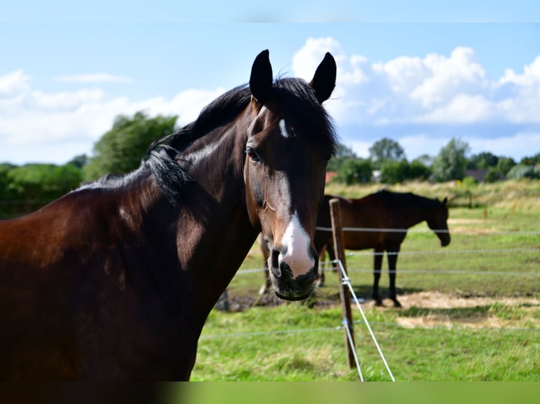 Rheinländer Giumenta 14 Anni 167 cm Baio scuro in Wenden