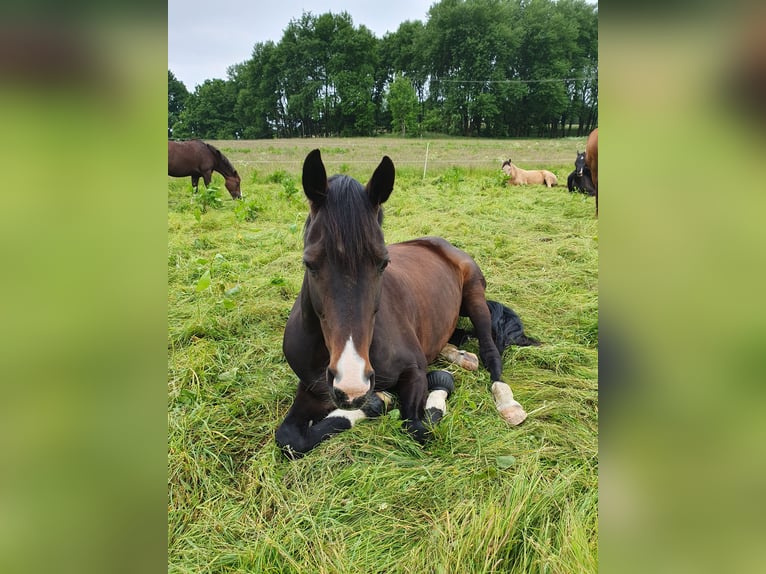 Rheinländer Giumenta 14 Anni 167 cm Baio scuro in Wenden