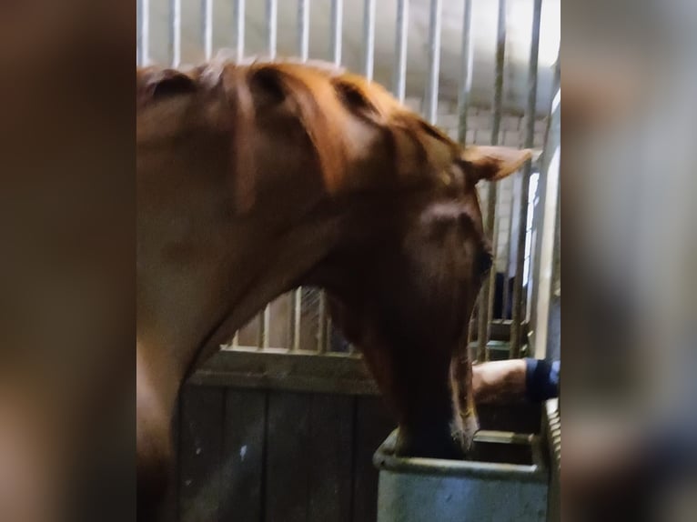 Rheinländer Giumenta 14 Anni 168 cm Sauro in Uedem