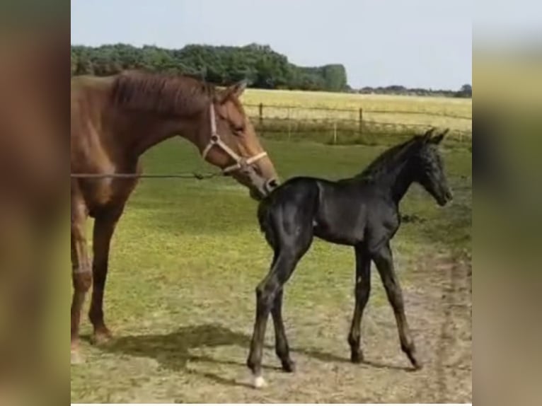 Rheinländer Giumenta 14 Anni 168 cm Sauro in Uedem