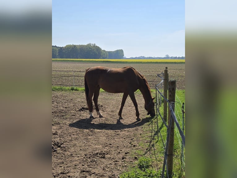Rheinländer Giumenta 14 Anni 168 cm Sauro in Uedem